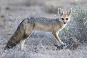 Fox afghan - małe zwierzę z puszystymi uszami i ogonem